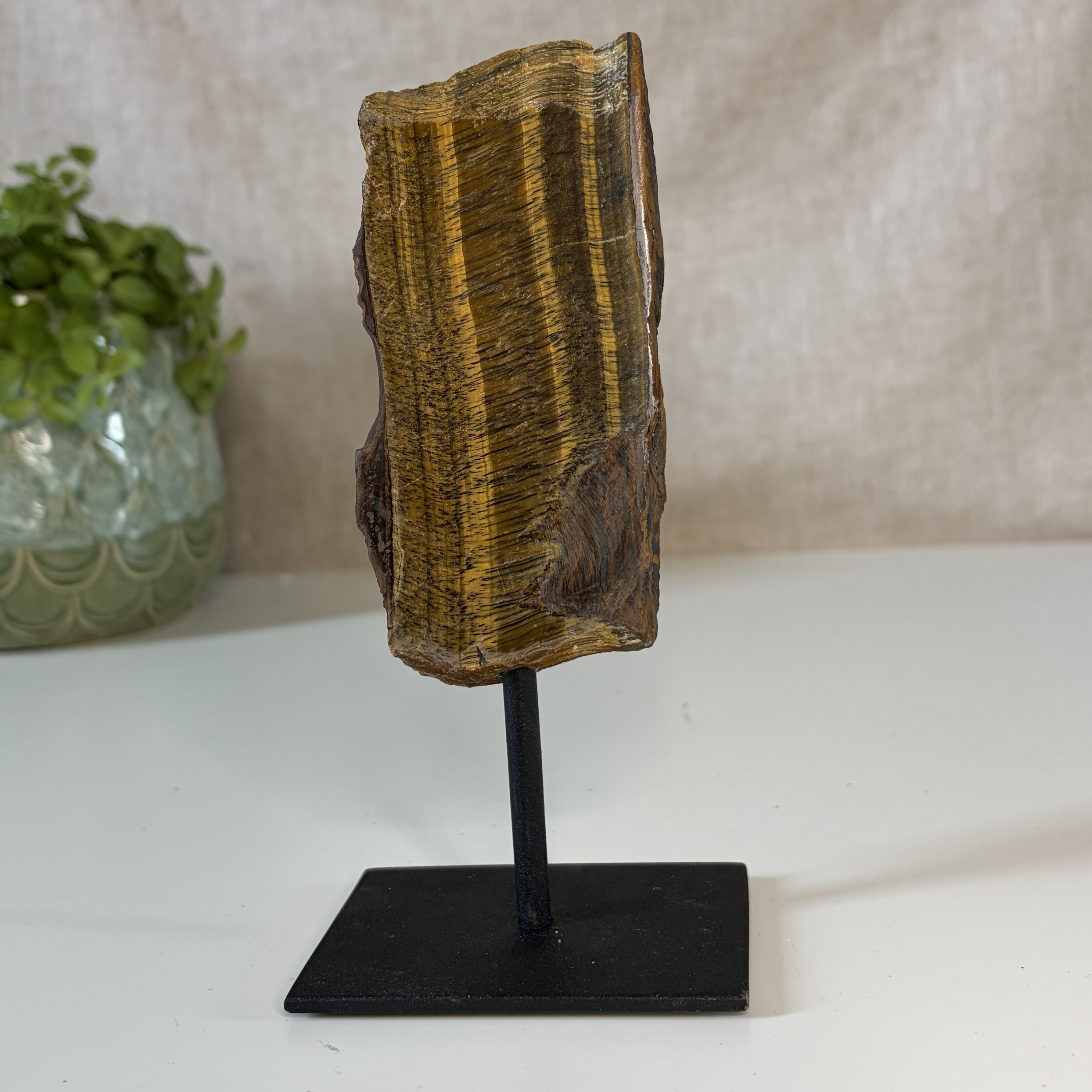 Tijgeroog op standaard 1